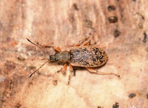 Réf. 341 295 : Phyllobius glaucus